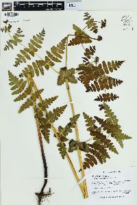 Histiopteris incisa image
