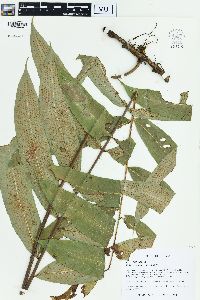 Polypodium fraxinifolium image