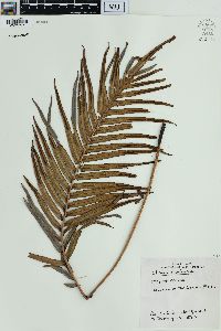 Blechnum orientale image