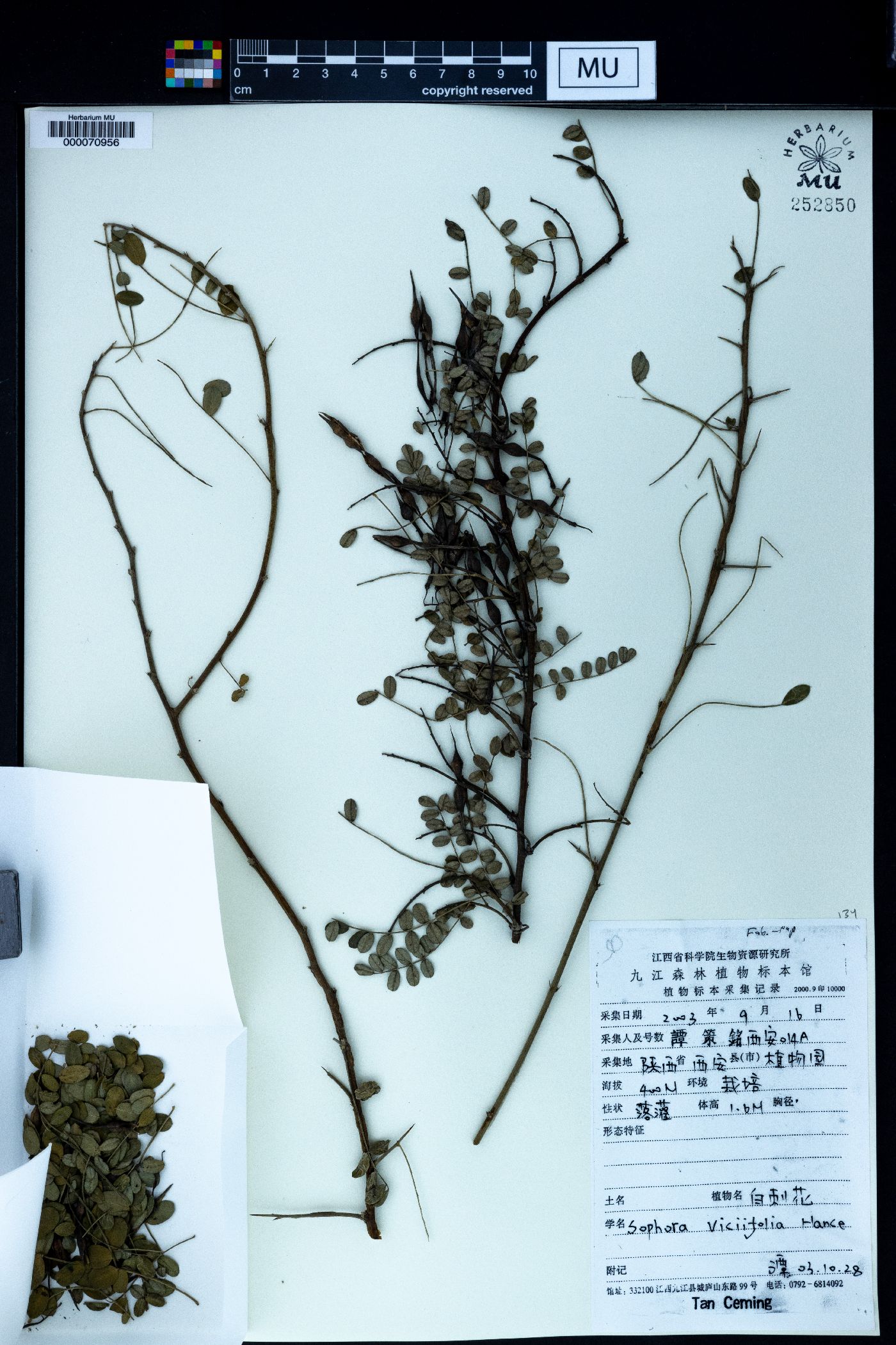 Sophora davidii image