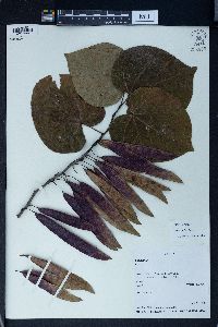 Cercis glabra image