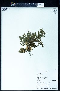 Sophora davidii image