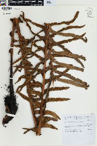 Blechnum brasiliense image