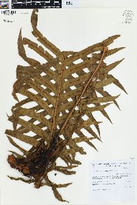 Blechnum brasiliense image