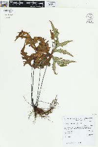 Doryopteris pedata image