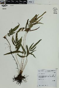 Blechnum gracile image