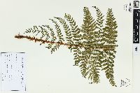 Dryopteris dilatata image