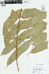 Meniscium reticulatum image