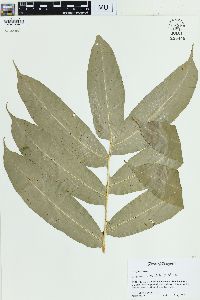 Meniscium reticulatum image