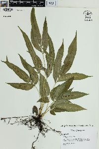 Blechnum fraxineum image