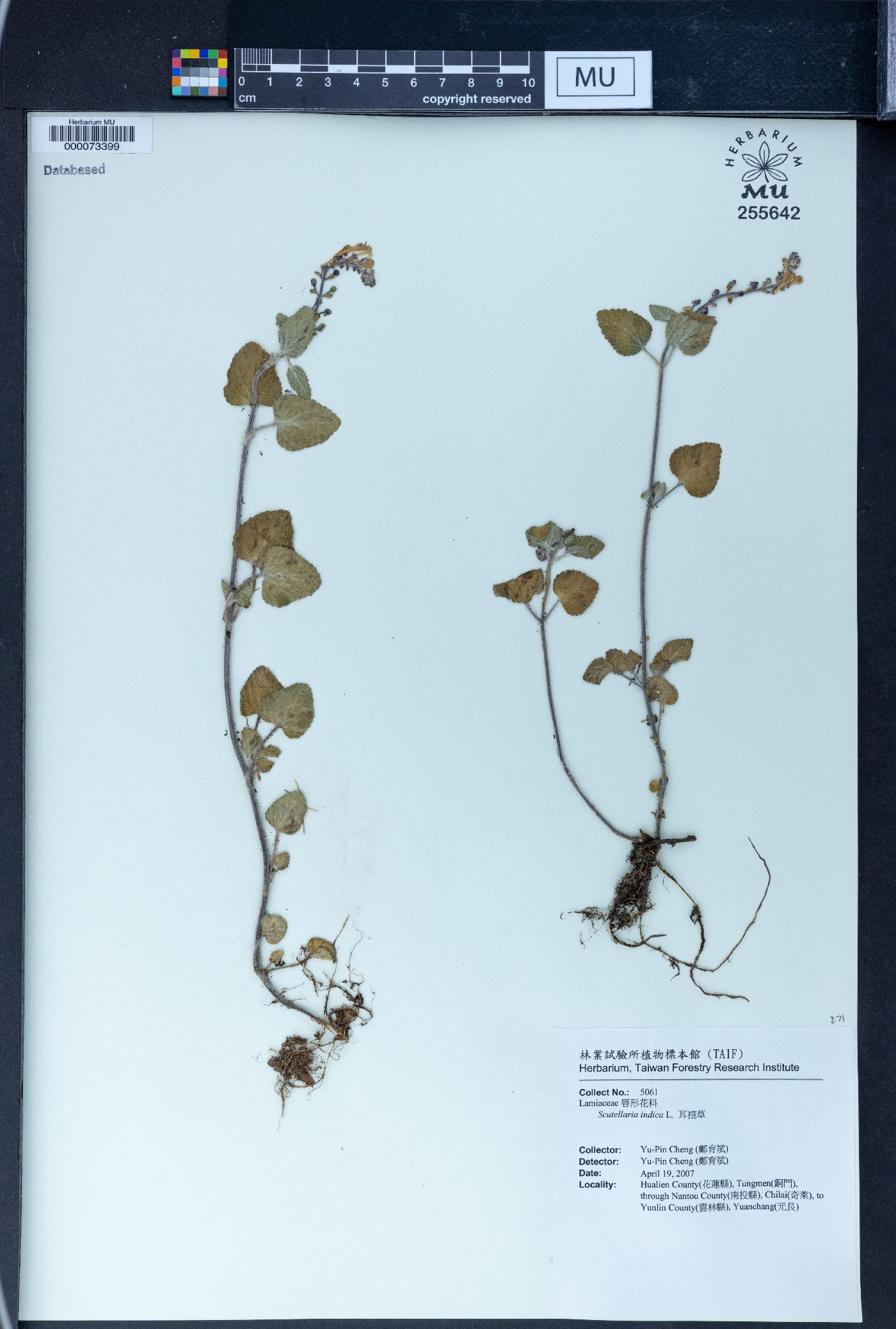 Scutellaria indica image