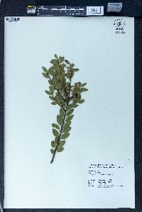 Ilex maximowicziana image