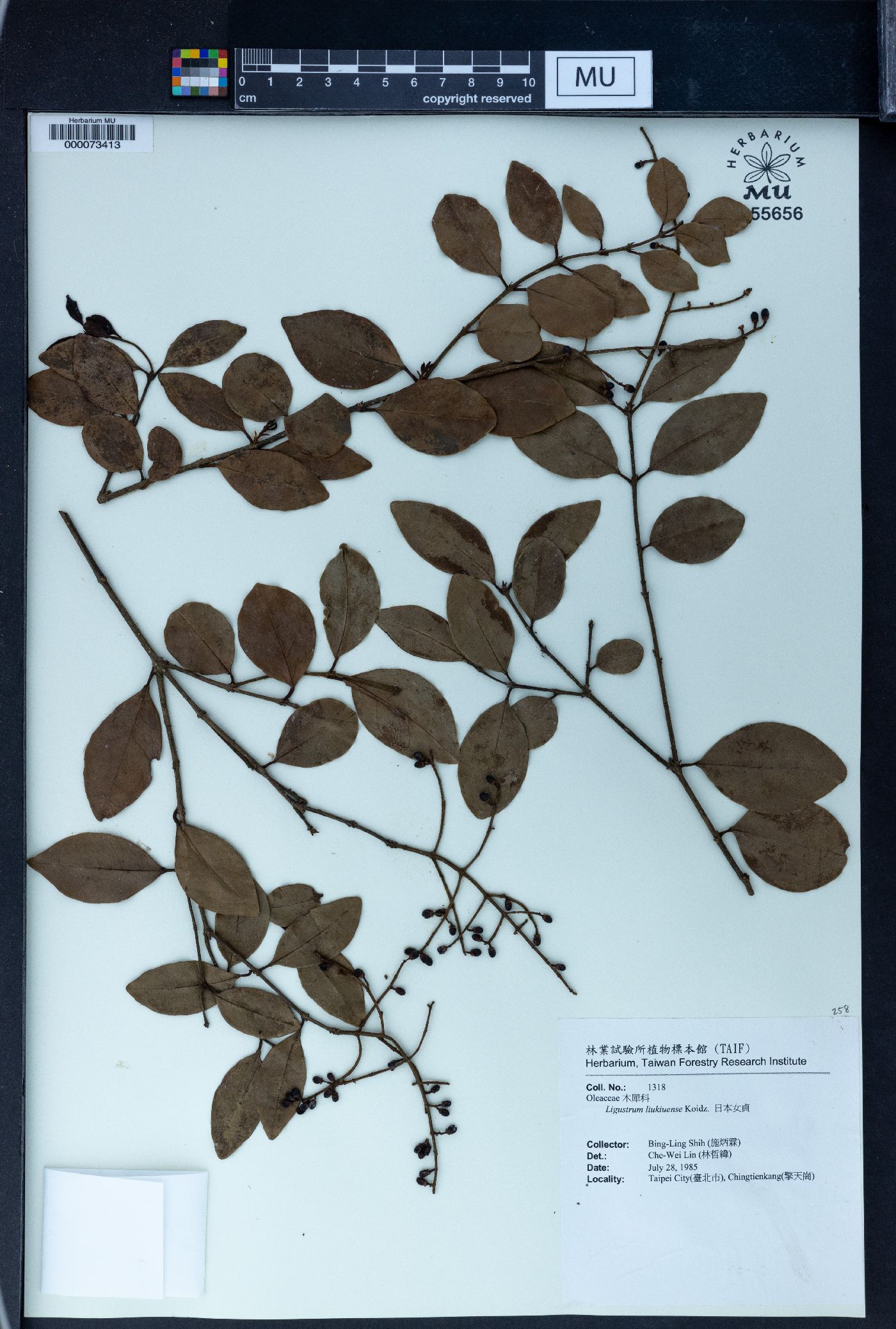 Ligustrum liukiuense image