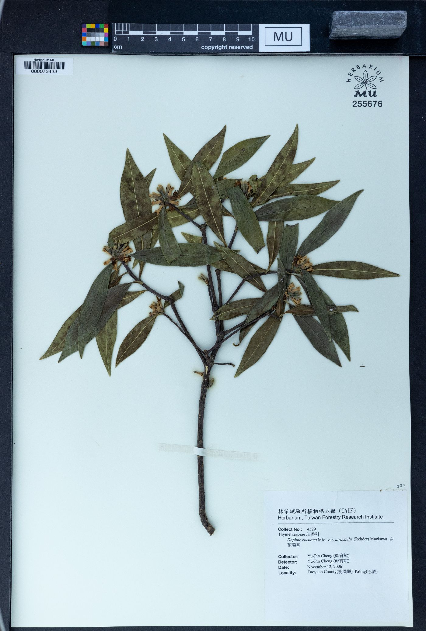 Daphne kiusiana image