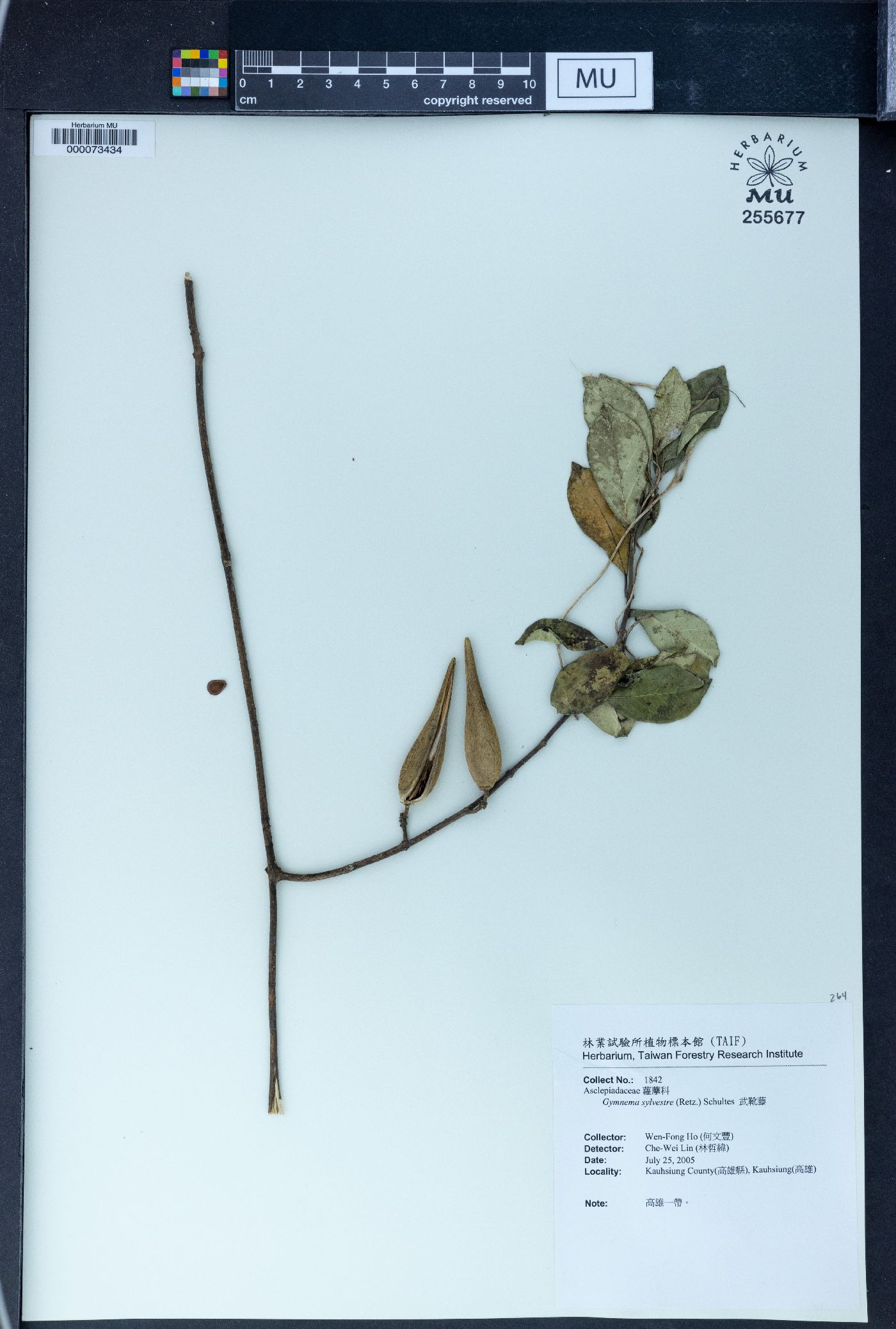 Gymnema sylvestre image