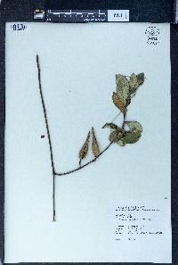 Gymnema sylvestre image