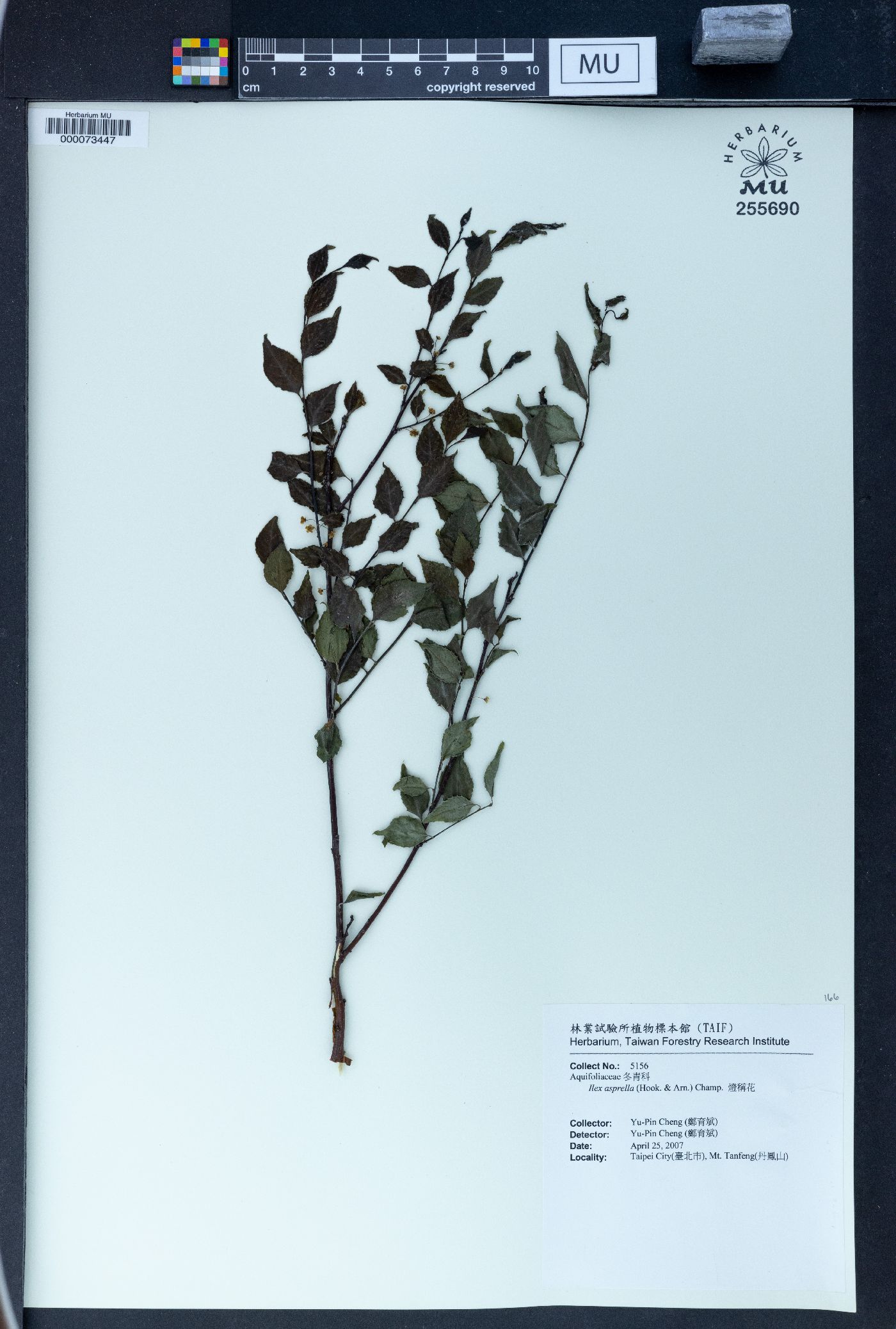 Ilex asprella image