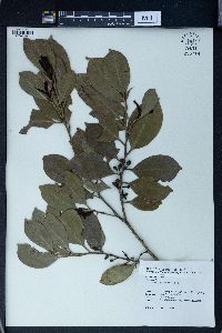 Cleyera japonica image