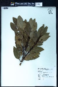 Cinnamomum tenuifolium image