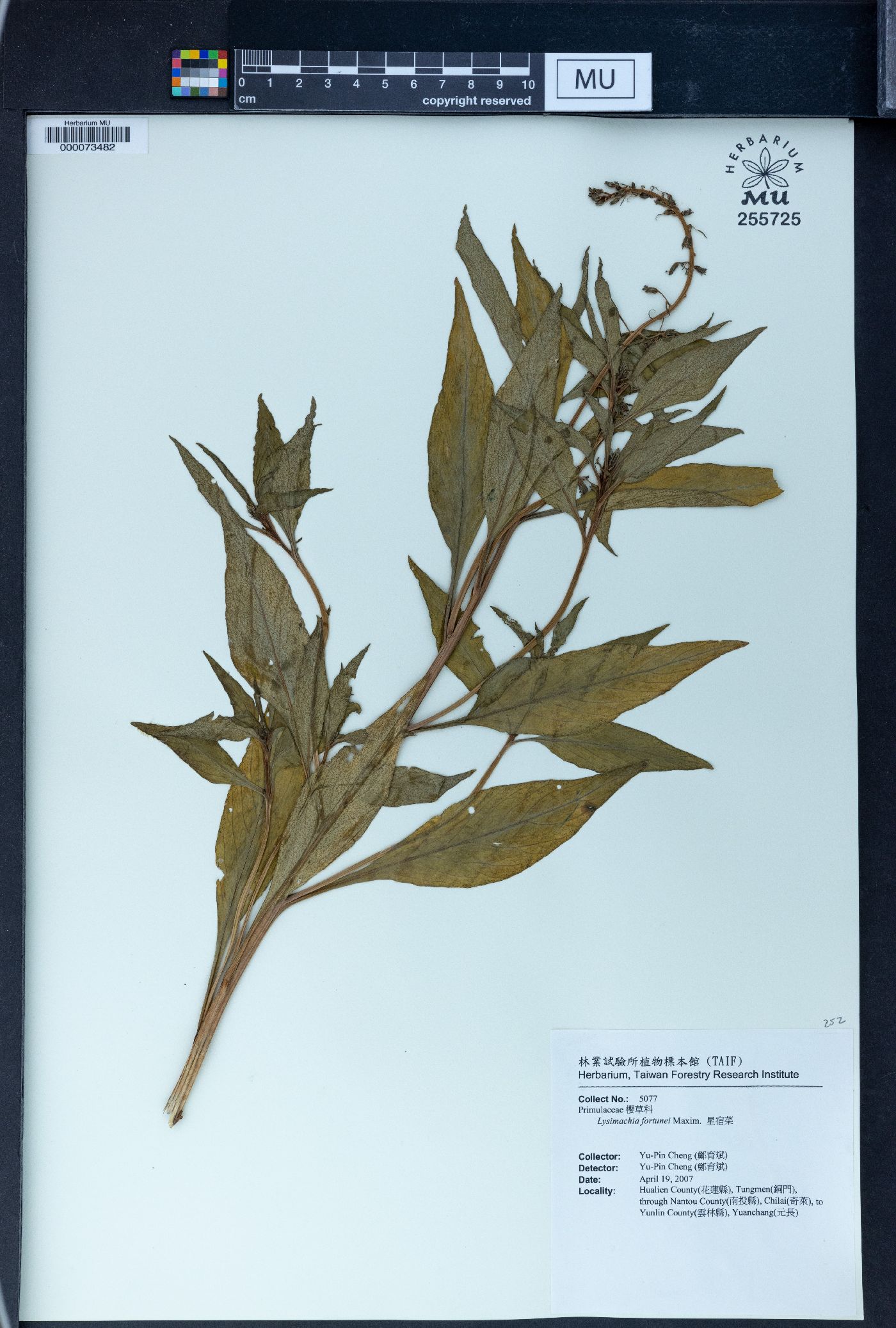 Lysimachia fortunei image