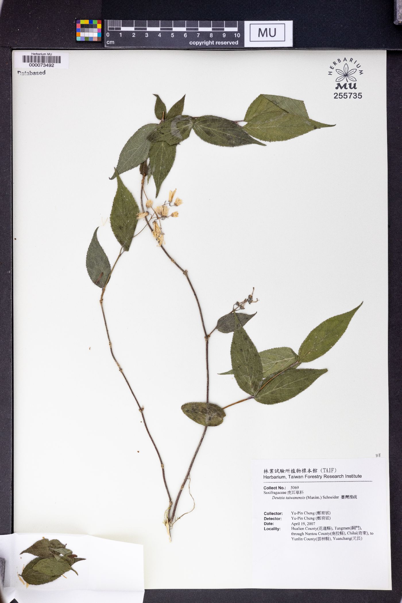 Deutzia taiwanensis image