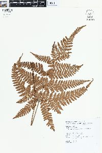 Dryopteris formosana image