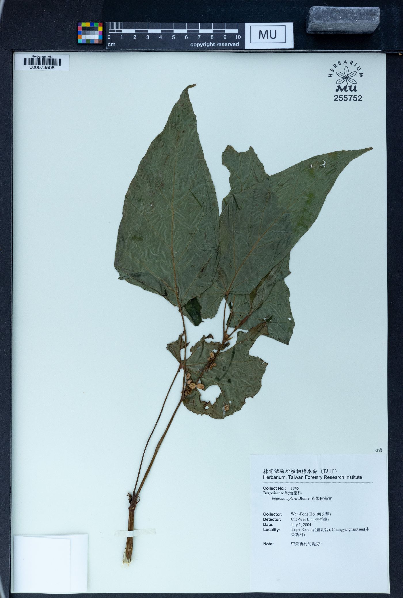 Begonia aptera image