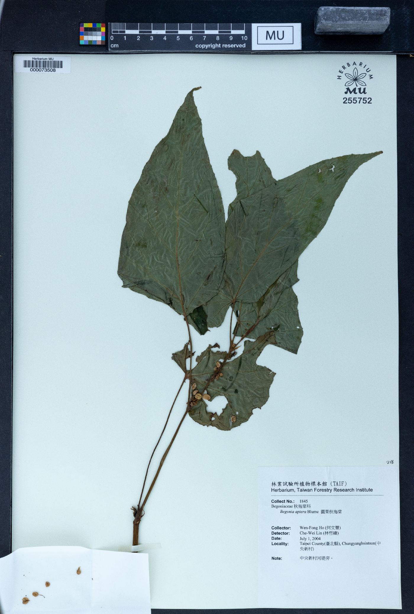 Begonia aptera image