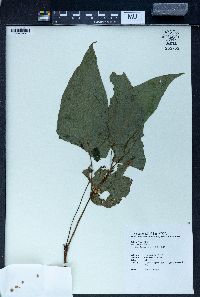Begonia aptera image