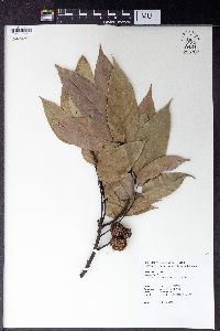 Castanopsis kawakamii image