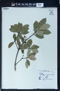 Rhaphiolepis indica var. tashiroi image