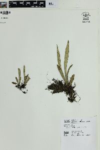 Lepisorus thunbergianus image