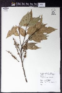 Castanopsis carlesii image