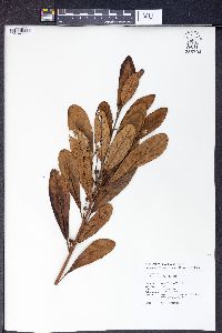 Ficus pedunculata image