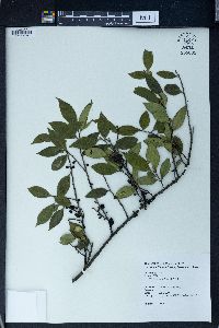 Eurya chinensis image