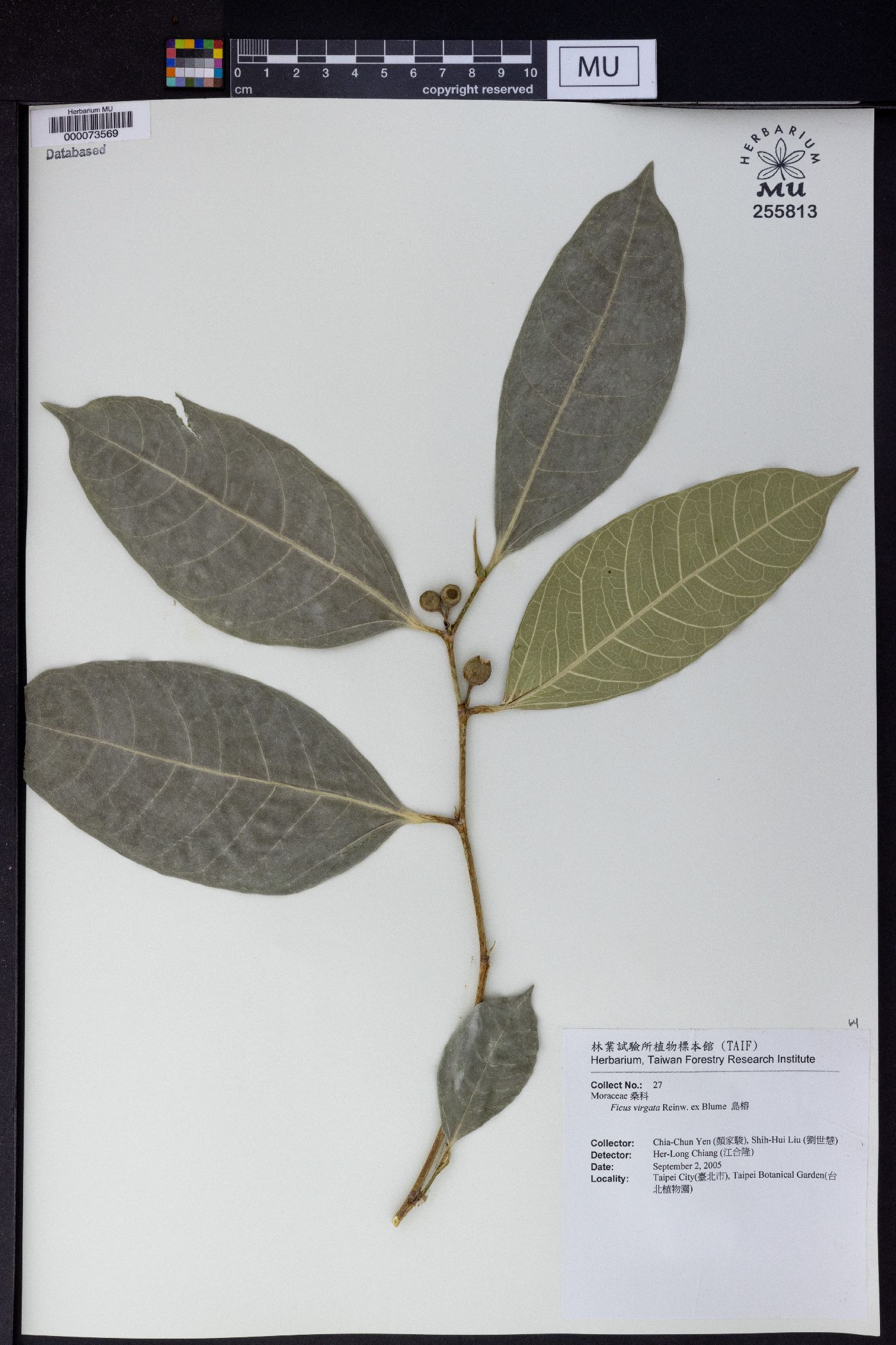 Ficus virgata image