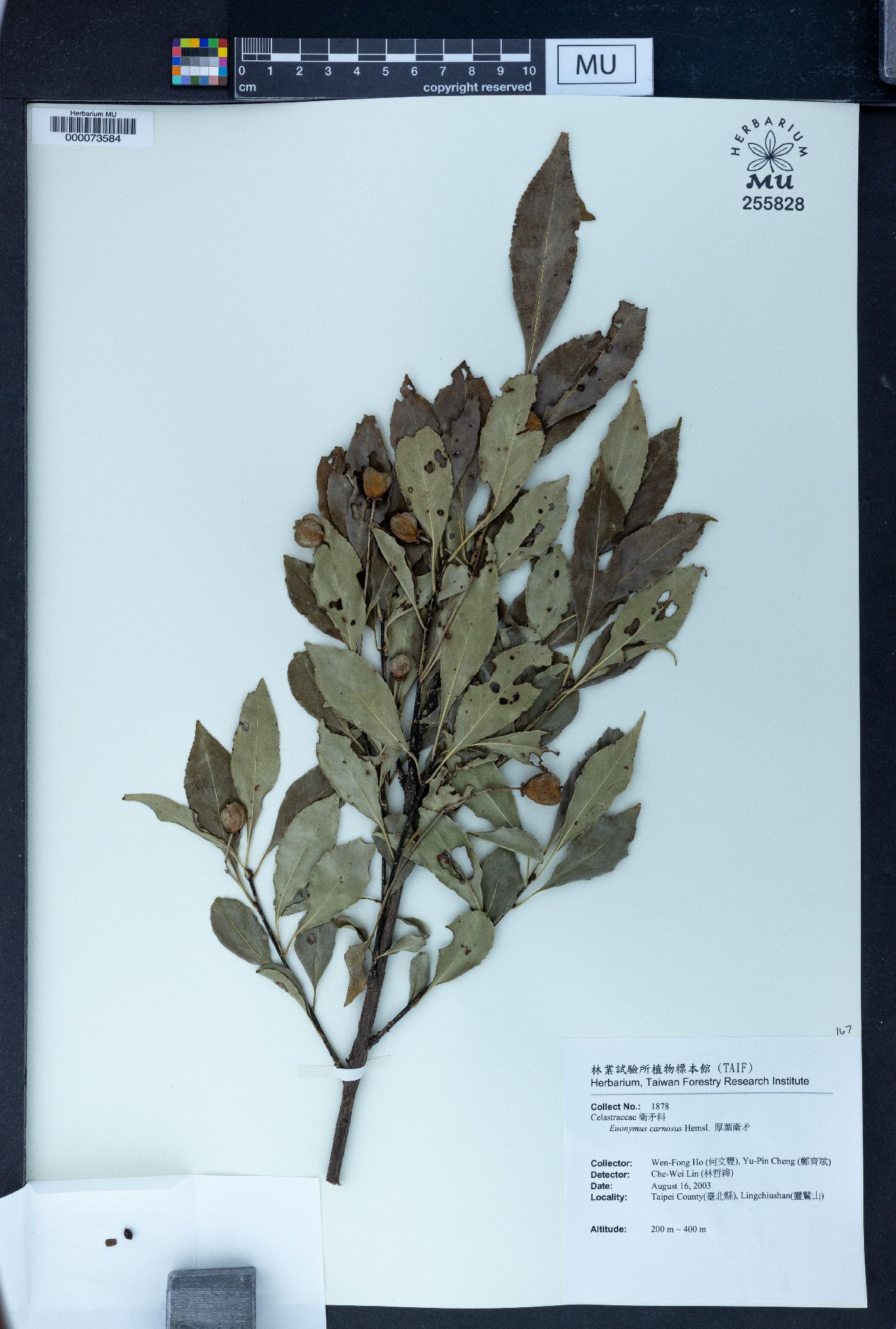 Euonymus carnosus image