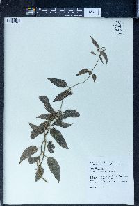 Marsdenia tinctoria image