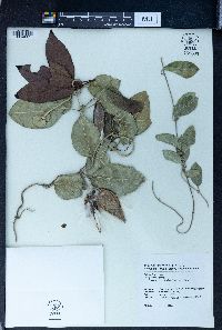 Gymnema sylvestre image