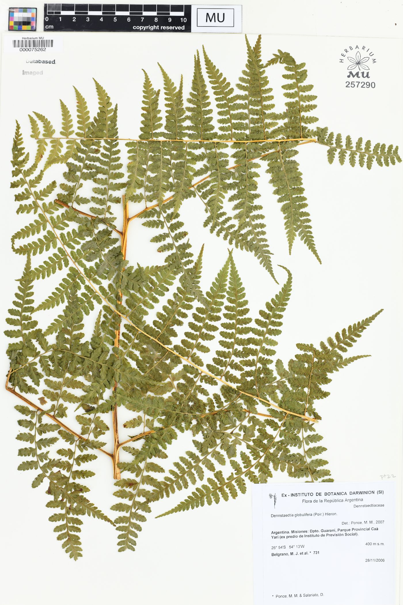 Dennstaedtia globulifera image