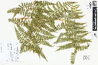 Dennstaedtia globulifera image