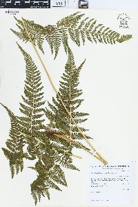 Macrothelypteris torresiana image