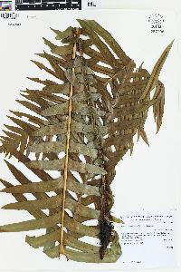 Blechnum brasiliense image