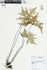 Doryopteris pentagona image
