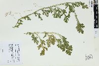 Selaginella sulcata image