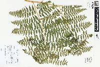 Dennstaedtia globulifera image