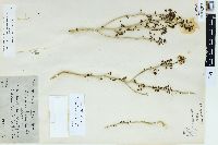 Parkinsonia florida image