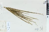 Parkinsonia aculeata image