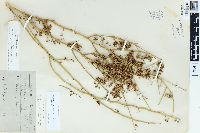 Parkinsonia microphylla image