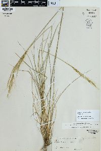Achnatherum eminens image